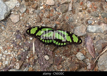 Knappen Bambus Seite, Philaethria Dido, Anden unterwegs Stockfoto