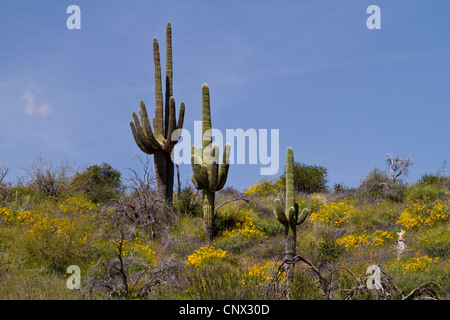 Saguaro-Kaktus (Carnegiea Gigantea, Cereus Giganteus), drei Exemplare an einem Hang, USA, Arizona, Sonora Wueste Stockfoto