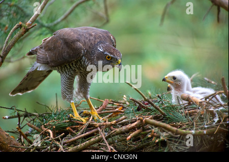 nördlichen Habicht (Accipiter Gentilis), Männchen in das Nest mit ihren Küken, Deutschland, Nordrhein-Westfalen Stockfoto