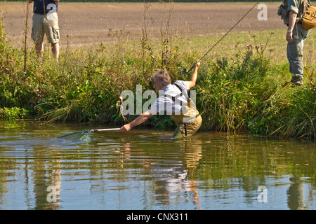 Regenbogenforelle (Oncorhynchus Mykiss, Salmo Gairdneri), gefangen in einem Fluss, Deutschland, Bayern, Fluss Dorfen Stockfoto