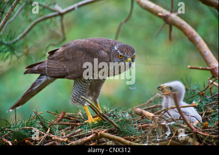 nördlichen Habicht (Accipiter Gentilis), Männchen in das Nest mit ihren Küken, Deutschland, Nordrhein-Westfalen Stockfoto