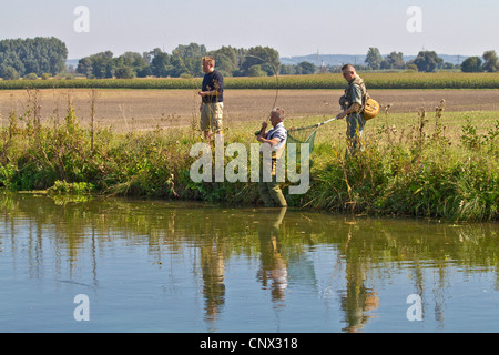 Regenbogenforelle (Oncorhynchus Mykiss, Salmo Gairdneri), gefangen in einem Fluss, Deutschland, Bayern, Fluss Dorfen Stockfoto