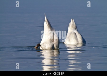 Stummschalten Sie Schwan (Cygnus Olor), Twi Einzelpersonen Dilettantismus in tiefem Wasser, Deutschland, Bayern Stockfoto