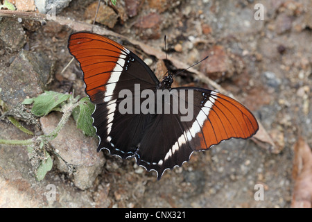 Rusty-bestückte Seite, Siproeta Epaphus, am Straßenrand der Anden Stockfoto