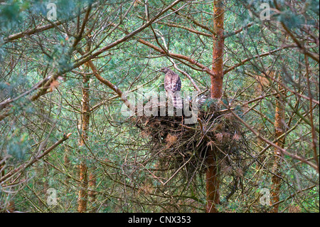 nördlichen Habicht (Accipiter Gentilis), Weibchen auf dem Nest in einem Kiefernwald mit Küken, Deutschland, Nordrhein-Westfalen Stockfoto