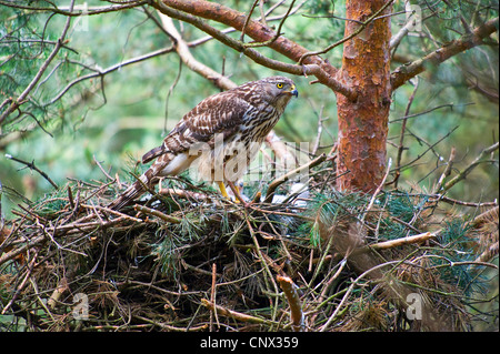 nördlichen Habicht (Accipiter Gentilis), Weibchen mit Küken im Nest, Deutschland, Nordrhein-Westfalen Stockfoto