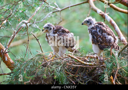 nördlichen Habicht (Accipiter Gentilis), Quietscher in einem Nest, Deutschland, Nordrhein-Westfalen Stockfoto