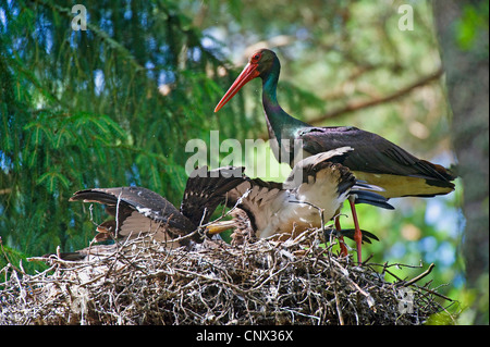 Schwarzstorch (Ciconia Nigra), mit Küken im Nest, Polen, Dolnej Narwi Stockfoto