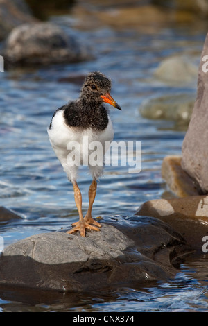 Paläarktis Austernfischer (Haematopus Ostralegus), vollwertige Quietsche am Wasser, Deutschland Stockfoto