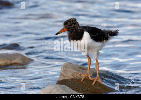 Paläarktis Austernfischer (Haematopus Ostralegus), vollwertige Quietsche am Wasser, Deutschland Stockfoto