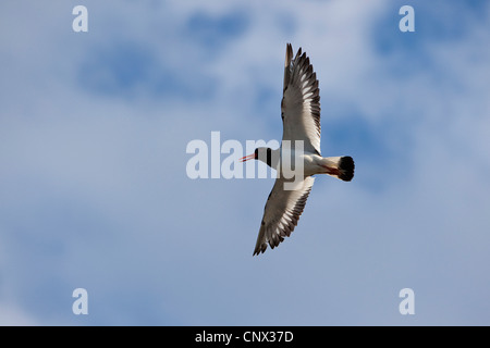 Paläarktis Austernfischer (Haematopus Ostralegus), fliegen, Deutschland Stockfoto