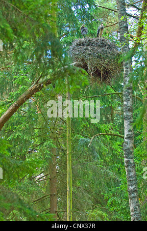 Schwarzstorch (Ciconia Nigra), Stochennest Mit Quietscher, Polen, Dolnej Narwi Stockfoto