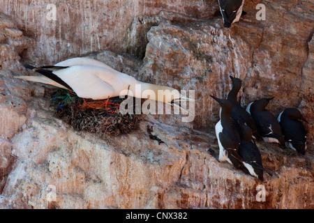 Basstölpel (Sula Bassana, Morus Bassanus), auf seinem Nest bedroht eine Guillemot, Deutschland, Helgoland Stockfoto