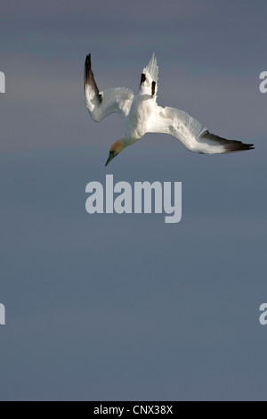 Basstölpel (Sula Bassana, Morus Bassanus), Sturzflug, Deutschland, Helgoland Stockfoto