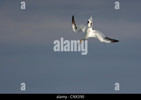 Basstölpel (Sula Bassana, Morus Bassanus), Sturzflug, Deutschland, Helgoland Stockfoto