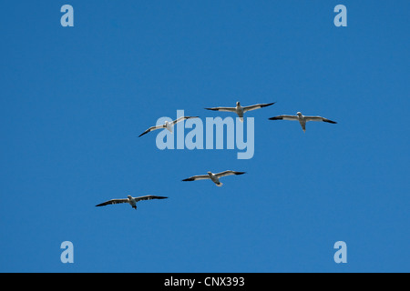 Basstölpel (Sula Bassana, Morus Bassanus), fünf Personen in den Himmel, Deutschland Stockfoto