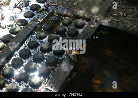 Schiwa geschnitzt auf den felsigen Flussbett im Kbal Spean Heiligtum in Angkor, Kambodscha. Stockfoto