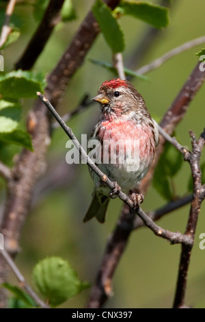 Redpoll, gemeinsame Redpoll (Zuchtjahr Flammea, Acanthis Flammea), Männchen auf einem Ast, Deutschland Stockfoto