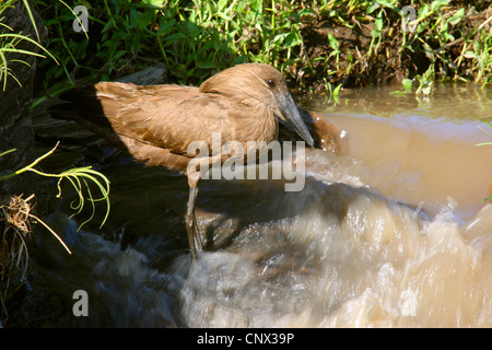 Hammercop (Scopus Umbretta), lauern auf Beute am Wasserfall von einem Bach, Kenia, Masai Mara Nationalpark Stockfoto