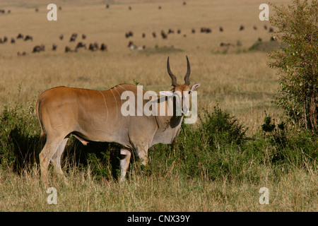 Gemeinsame Eland, südlichen Eland (Tauro Oryx, Tragelaphus Oryx), einzelne Antilope Fütterung, Kenia, Masai Mara Nationalpark Stockfoto