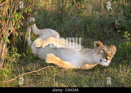 Löwe (Panthera Leo), Löwin räkelt, Kenia, Masai Mara Nationalpark Stockfoto