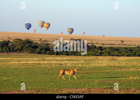 Gepard (Acinonyx Jubatus), zu Fuß in der Savanne mit einer Ballonsafari in den Hintergrund, Kenia, Masai Mara Nationalpark Stockfoto