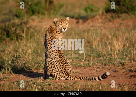 Gepard (Acinonyx Jubatus), weiblichen sitzen in der Savanne, Drehen des Kopfes und sieht zurück, Kenia, Masai Mara Nationalpark Stockfoto