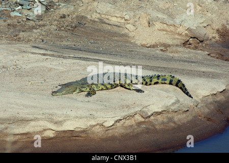 Nil-Krokodil (Crocodylus Niloticus), in der Sonne liegen auf felsigem Boden am Rand von einem Wasser, Kenia, Masai Mara Nationalpark Stockfoto