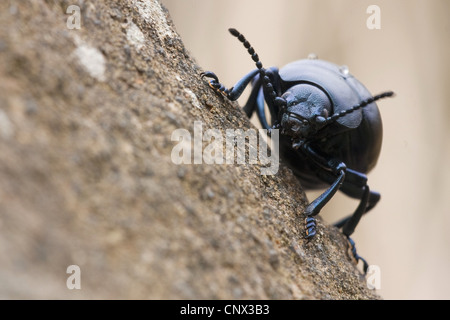 blutige Nase Käfer (Timarcha Tenebricosa), Porträt, Deutschland, Rheinland-Pfalz Stockfoto