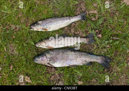 Gefangenen Bachforelle, Bachsaibling und Regenbogenforelle liegen in einem Wiesen, Deutschland, Rheinland-Pfalz Stockfoto