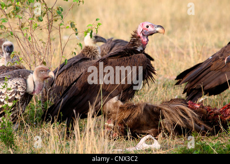 Ohrengeier-faced Vulture (Aegypius Tracheliotus, Torgos Tracheliotus), mehrere Vögel an die Kadaver von einem Gnu, Kenia, Masai Mara Nationalpark Stockfoto