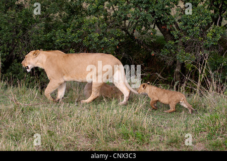 Löwe (Panthera Leo), weibliche mit Kind, Kenia, Masai Mara Nationalpark Stockfoto