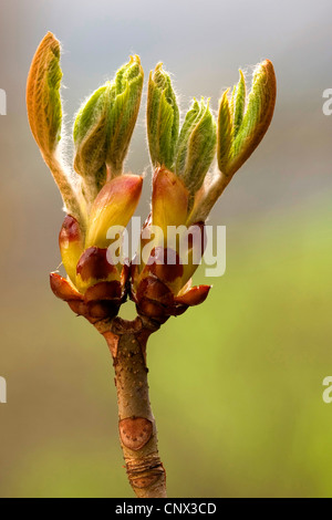 gemeinsamen Rosskastanie (Aesculus Hippocastanum), öffnen der Knospen, Deutschland, Rheinland-Pfalz Stockfoto