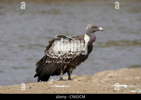 Afrikanische Weißrückenspecht Geier (abgeschottet Africanus), saß an einem Wasser Ufer, Kenia, Masai Mara Nationalpark Stockfoto