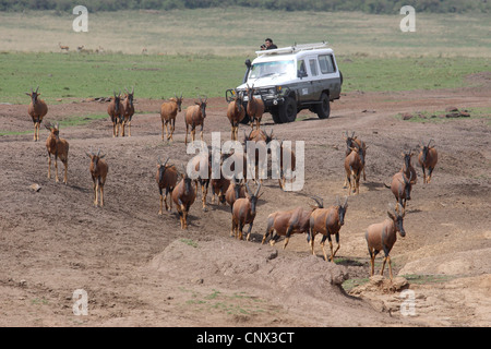 rote Kuhantilope (Alcelaphus Buselaphus), Herde auf der Flucht vor Fotograf hält seine Geländewagen zu Bilder, Kenia, Masai Mara Nationalpark Stockfoto