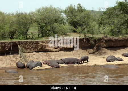 Nilpferd, Nilpferd, gemeinsame Flusspferd (Hippopotamus Amphibius), Herde ruht an einem Flussufer, Kenia, Masai Mara Nationalpark Stockfoto