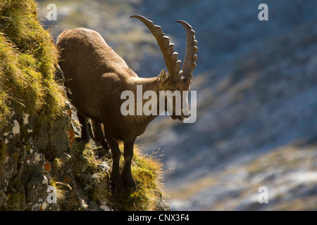 Alpensteinbock (Capra Ibex), stehend im Herbst scheint auf eine Steilwand, Säntis, Alpstein, Sankt Gallen, Schweiz Stockfoto