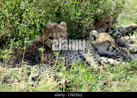 Gepard (Acinonyx Jubatus), drei Kätzchen liegen nebeneinander im Schatten von einem Busch, Kenia, Masai Mara Nationalpark Stockfoto