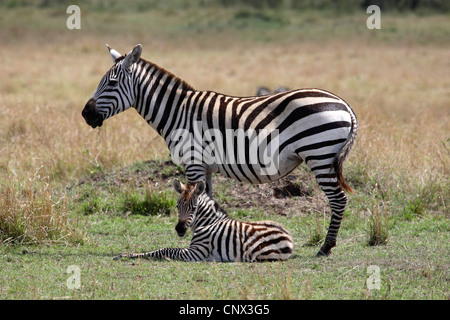 Gemeinsamen Zebra (Equus Quagga), Stute, stehend in der Savanne mit Fohlen, Kenia, Masai Mara Nationalpark Stockfoto