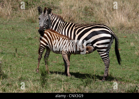 Gemeinsamen Zebra (Equus Quagga), Stute, stehend in der Savanne mit Spanferkel Fohlen, Kenia, Masai Mara Nationalpark Stockfoto