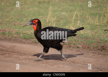 südliche Hornrabe (Bucorvus Leadbeateri), über einen Feldweg durch die Savanne, Kenia, Masai Mara Nationalpark Stockfoto