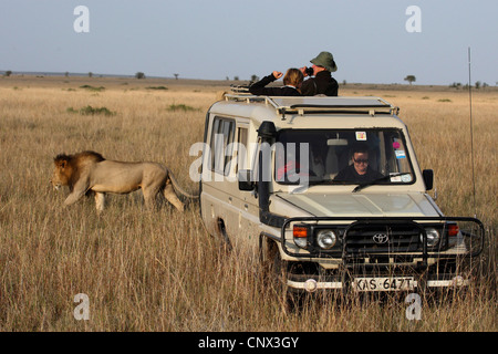 Löwe (Panthera Leo), männliche uneigennützig vorbei ein Safari-Auto steht in der offenen Savanne, Kenia, Masai Mara Nationalpark Stockfoto