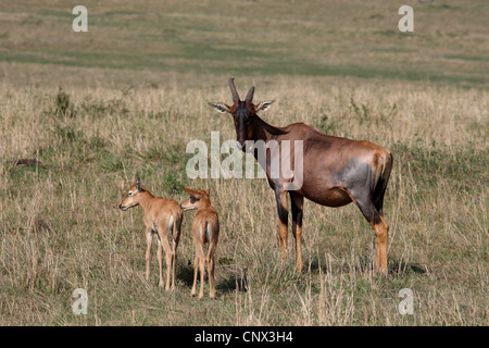 Topi, Tsessebi, Korrigum, Kudus (Damaliscus Lunatus Jimela), mit dem Welpen, Kenia, Masai Mara National Park Stockfoto