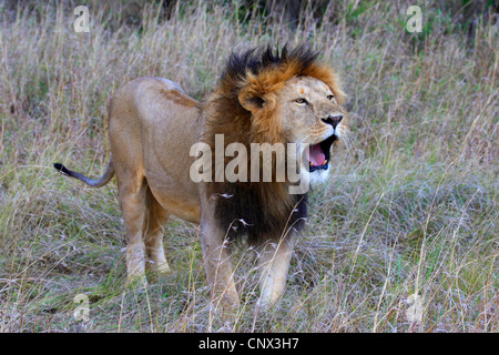 Löwe (Panthera Leo), männliche stehend das trockene Gras der Savanne brüllen, Kenia, Masai Mara Nationalpark Stockfoto