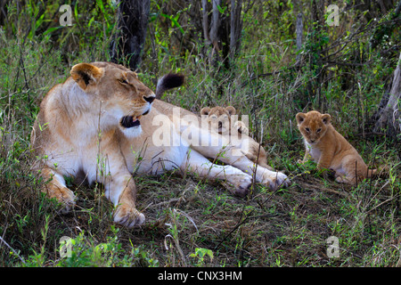 Löwe (Panthera Leo), Löwin, liegend auf der Wiese mit zwei Kätzchen, Kenia, Masai Mara Nationalpark Stockfoto