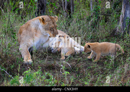 Löwe (Panthera Leo), Löwin, liegend auf der Wiese mit zwei Kätzchen, Kenia, Masai Mara Nationalpark Stockfoto