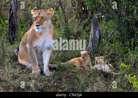 Löwe (Panthera Leo), Löwin, die sitzen in der Wiese mit zwei Kätzchen, Kenia, Masai Mara Nationalpark Stockfoto