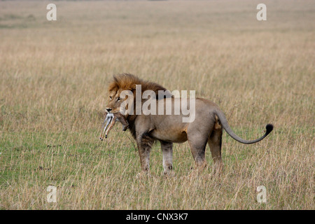 Löwe (Panthera Leo), männliche mit Gefangenen Gazelle beige in den Mund, Kenia, Masai Mara Nationalpark Stockfoto