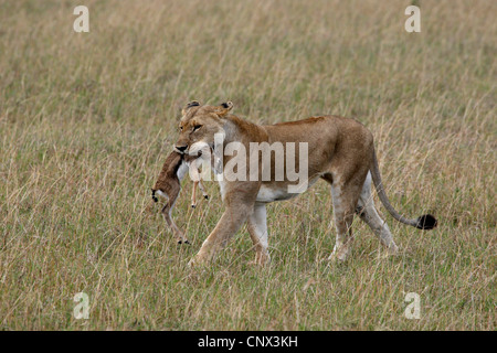 Löwe (Panthera Leo), gefangen Löwin zu Fuß mit Gazelle beige in den Mund, Kenia, Masai Mara Nationalpark Stockfoto