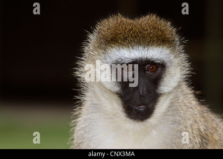 Grivet Affe, Affe Savanne, Green Monkey, Vervet Affen (grüne Aethiops), Porträt, Kenia Stockfoto